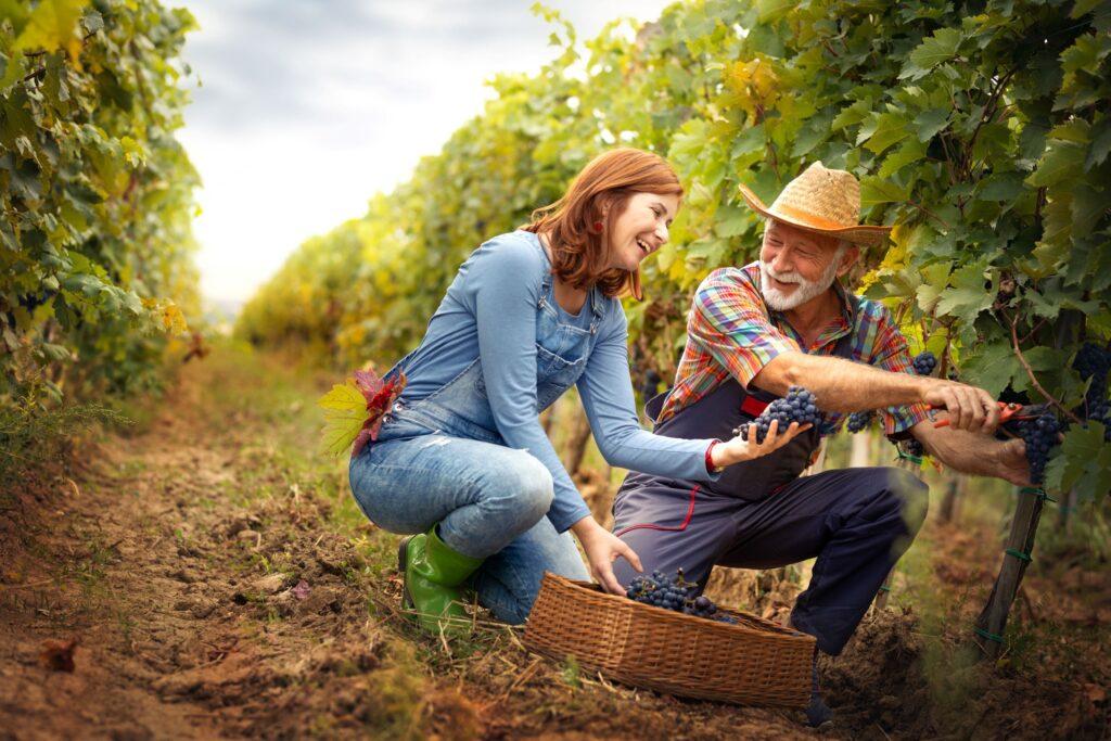 Mann und Frau ernten Wein