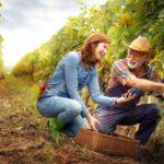 Mann und Frau ernten Wein